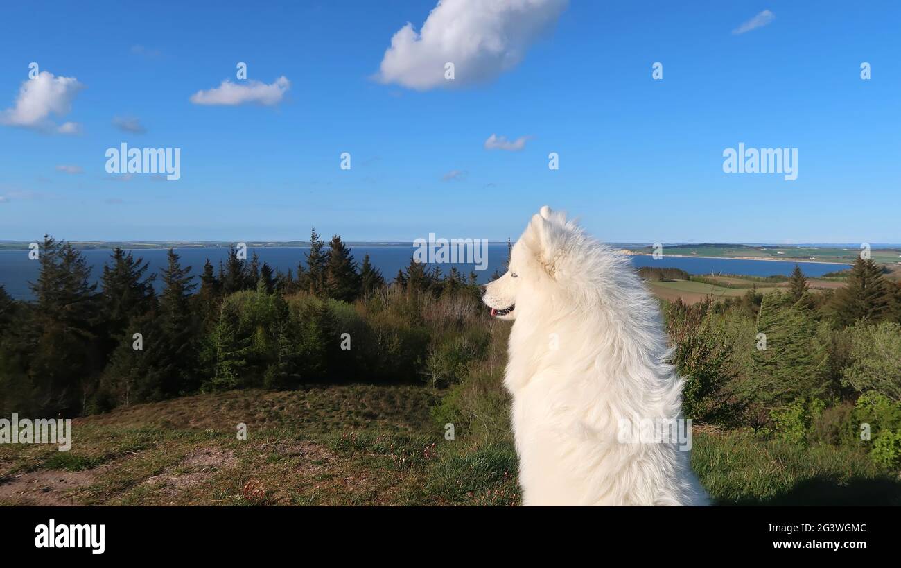 samoyed Hund sitzt an der Küste Stockfoto