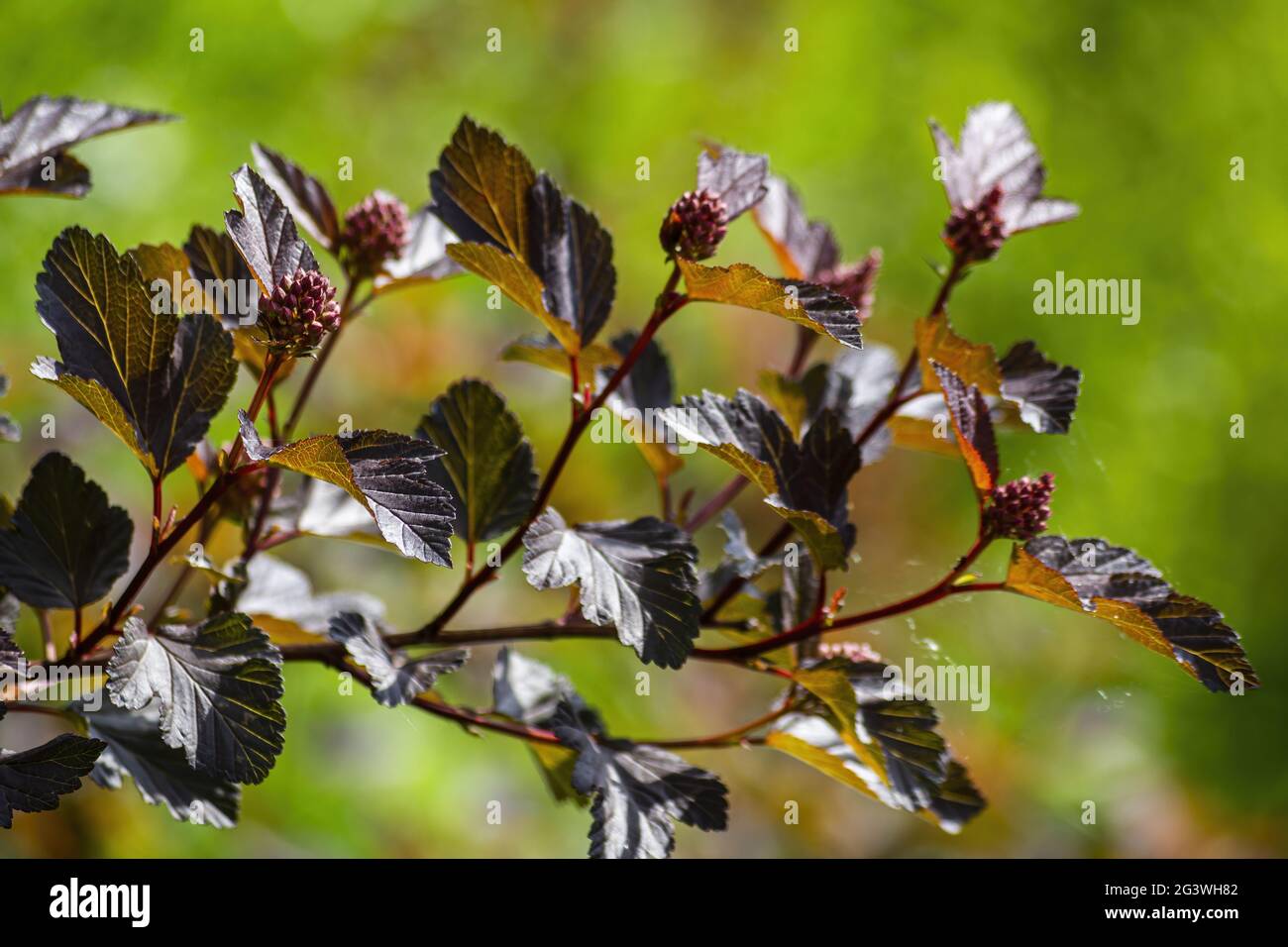Rotblättrige Knospen und Blätter der Neunrinde Stockfoto