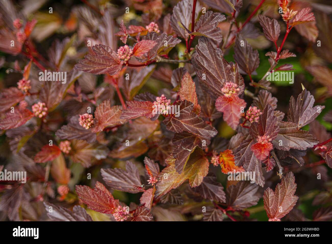 Strauch einer rotblättrigen östlichen ninebark mit Blättern und Knospen Stockfoto