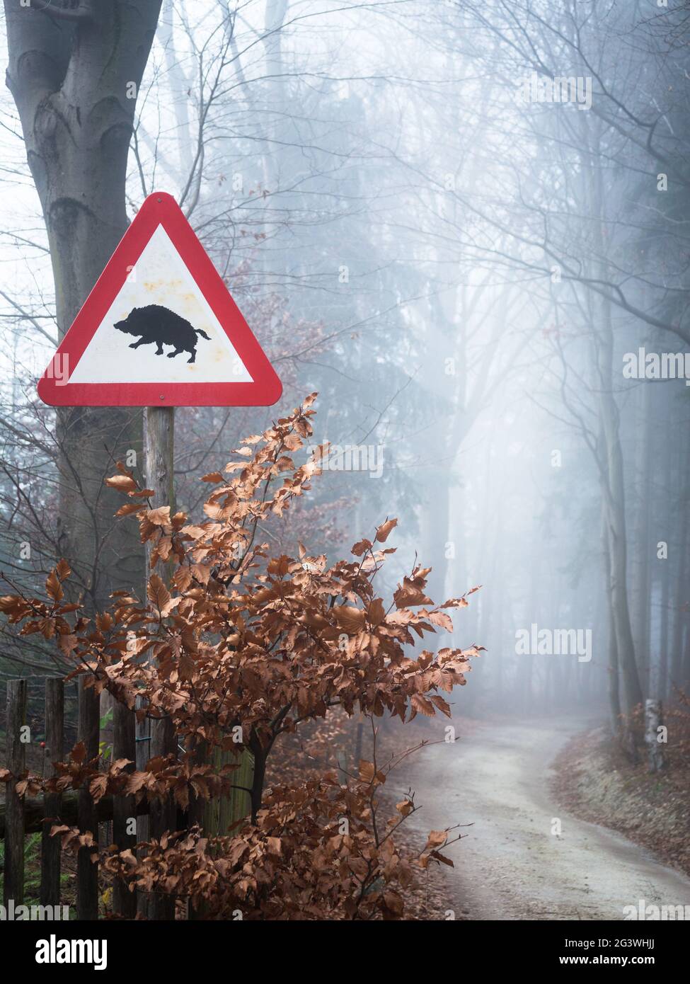 Warnschild Wildschweine überqueren die Straße Stockfoto