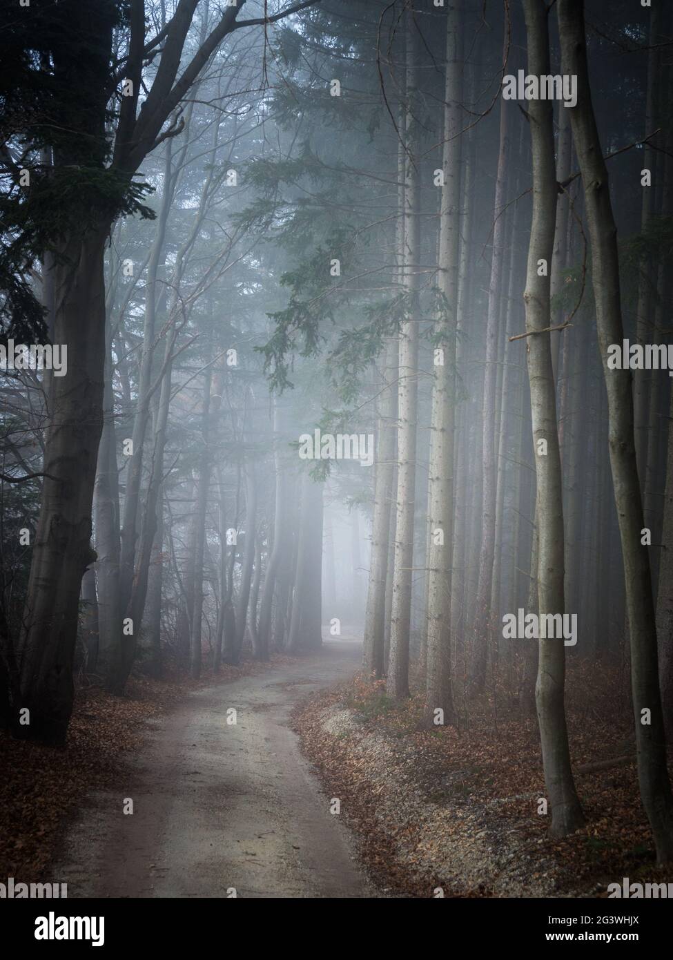 Straße im dunklen Wald Stockfoto