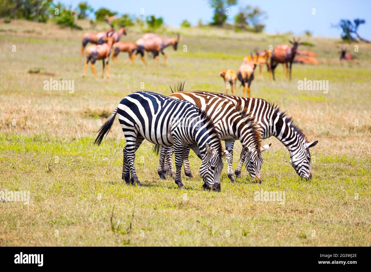 Safari in Afrika Stockfoto