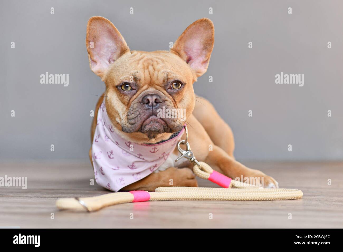 Niedlicher roter französischer Bulldogge mit hausgemachtem Halstuch-Kragen und einer Leine, die sich hinlegt Stockfoto