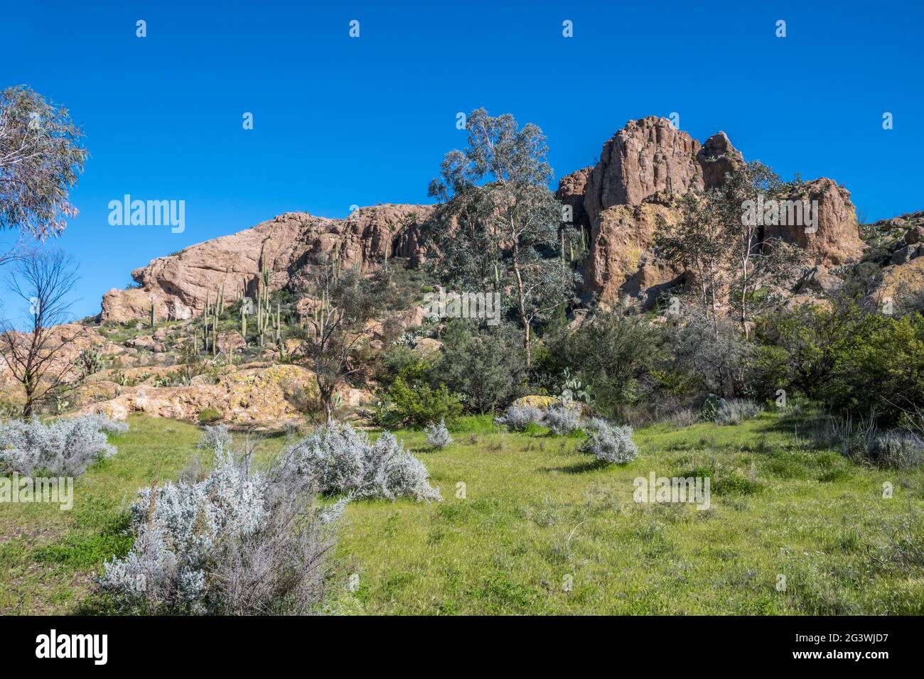 Ein Blick auf die Natur in Boyce Thompson Arboretum SP, Arizona Stockfoto