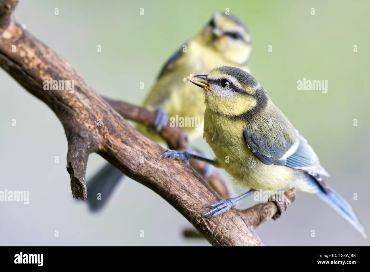 Young Blue Tit Stockfoto