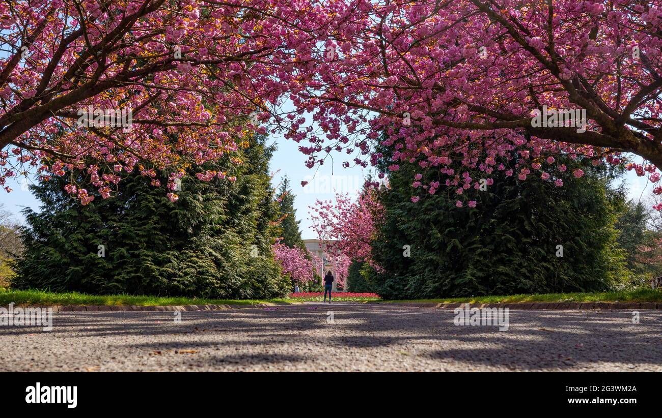 Die rosa Kirschblüte in Alexandra Gardens, Cathays Park, Cardiff, wirft Schatten über einen Pfad Stockfoto