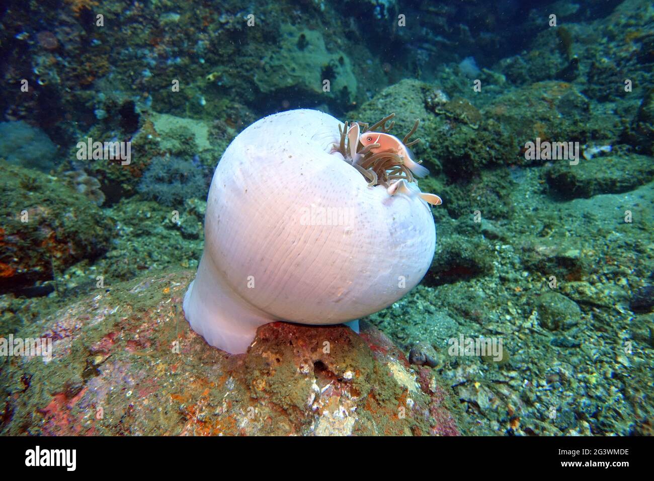 Weißgebänderter Anemonefisch auf einer fast geschlossenen farbigen langen Tentacle Anemone Stockfoto