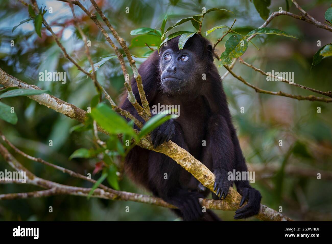 Die Tierwelt Panamas mit einem überzogenen Howler Monkey, Alouatta palliata, im Regenwald des Soberania-Nationalparks, Provinz Colon, Republik Panama. Stockfoto