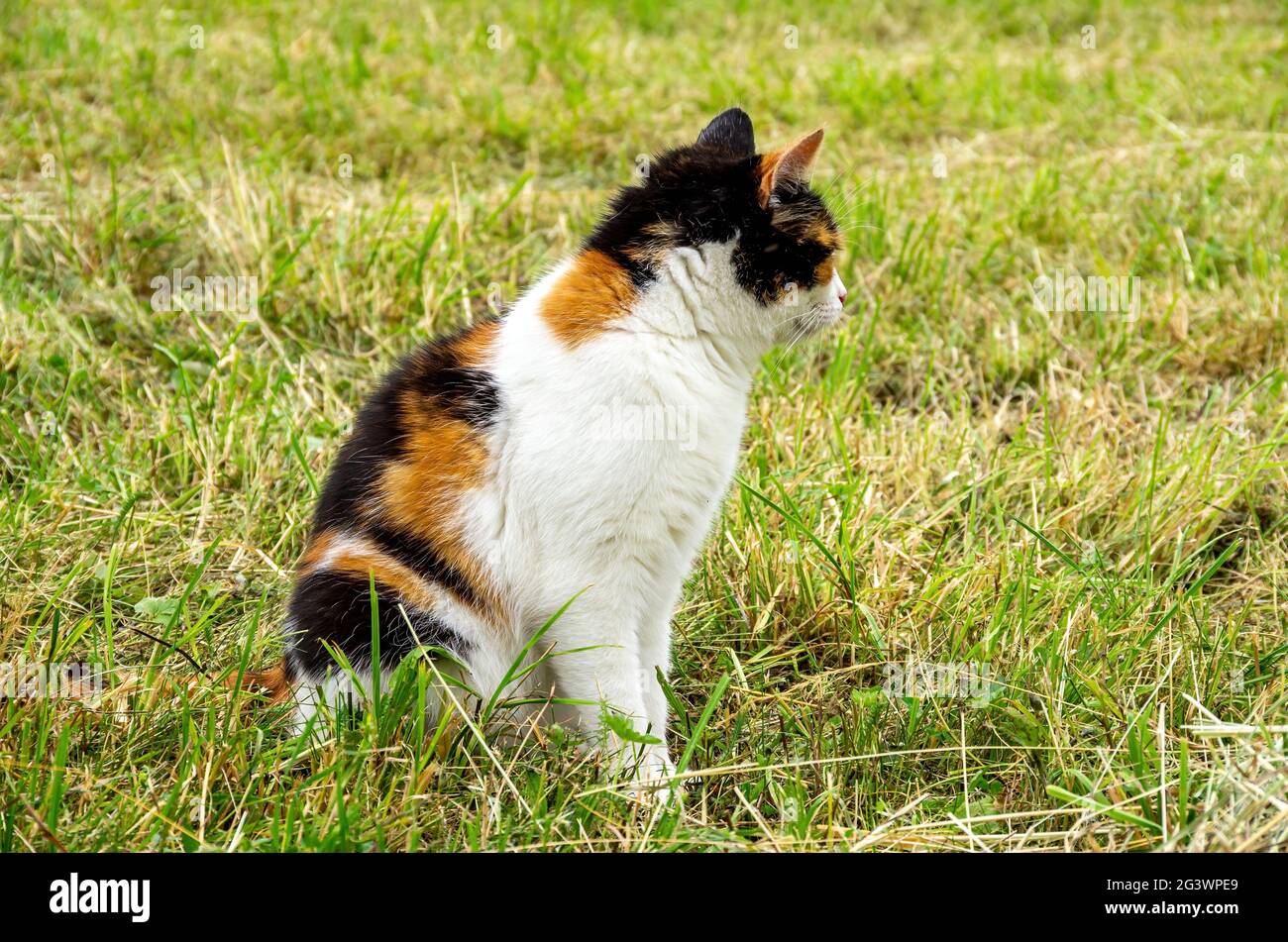 Tricolor gestromte Katze auf einer Wiese, die aufmerksam in eine Richtung schaut. Stockfoto