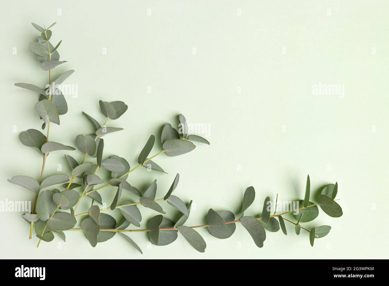 Eukalyptus auf grünem Hintergrund. Stockfoto