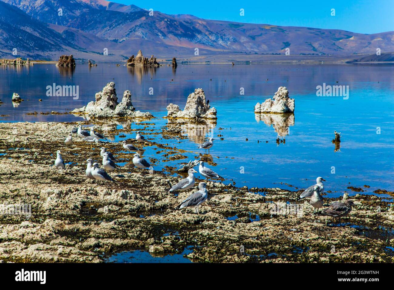 Große Anzahl von verschiedenen Vögeln Stockfoto