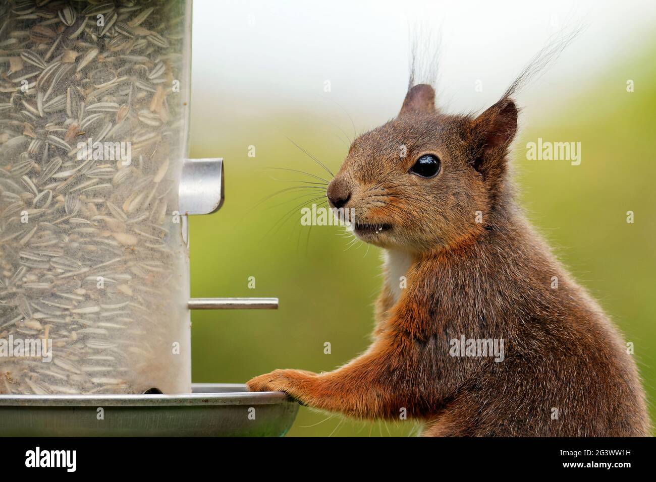 Eichhörnchen an der Fütterungssäule Stockfoto