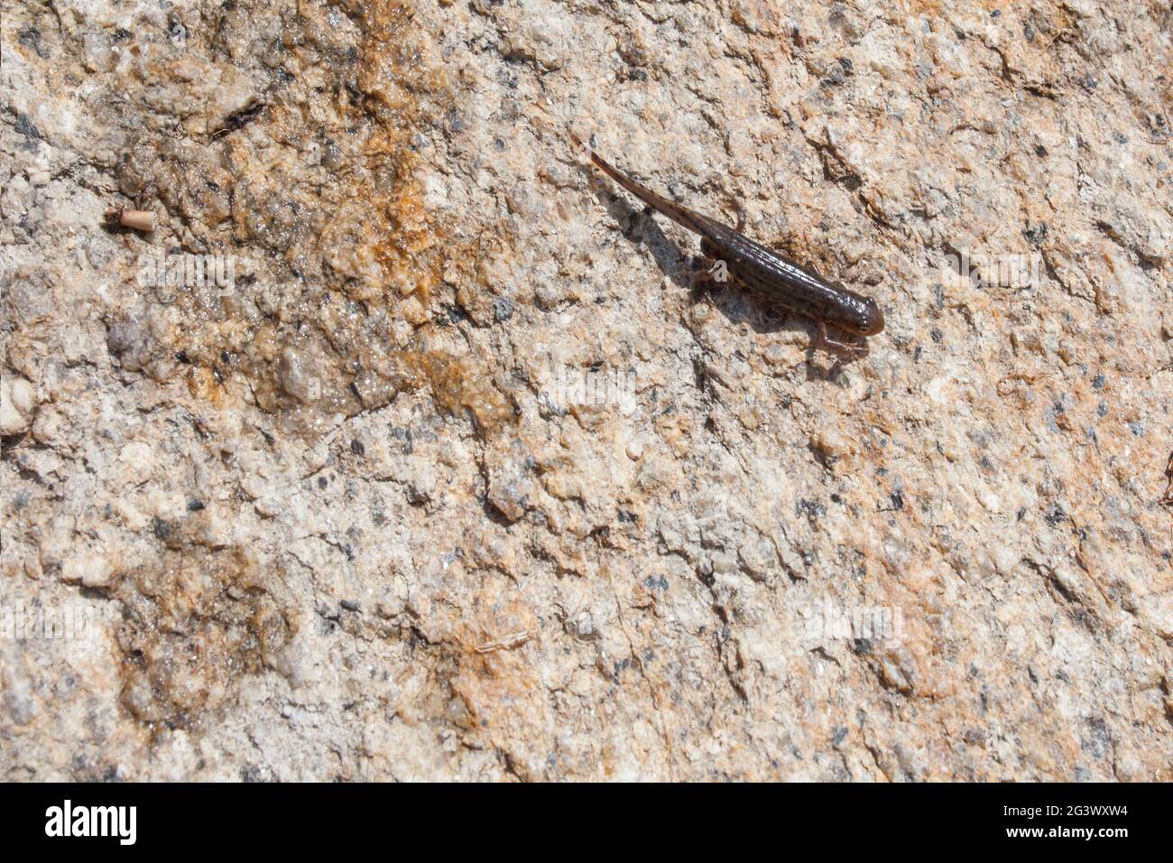 Iberischer Molch vom Lagina-Bach. Ein Shalow-Fluss mit Flüssen mitten im Dorf Acebo, Sierra de Gata, Extremadura, Spanien Stockfoto