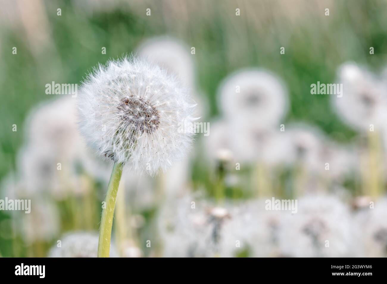 Schöner Frühlingsblumendandelion auf der Wiese Stockfoto