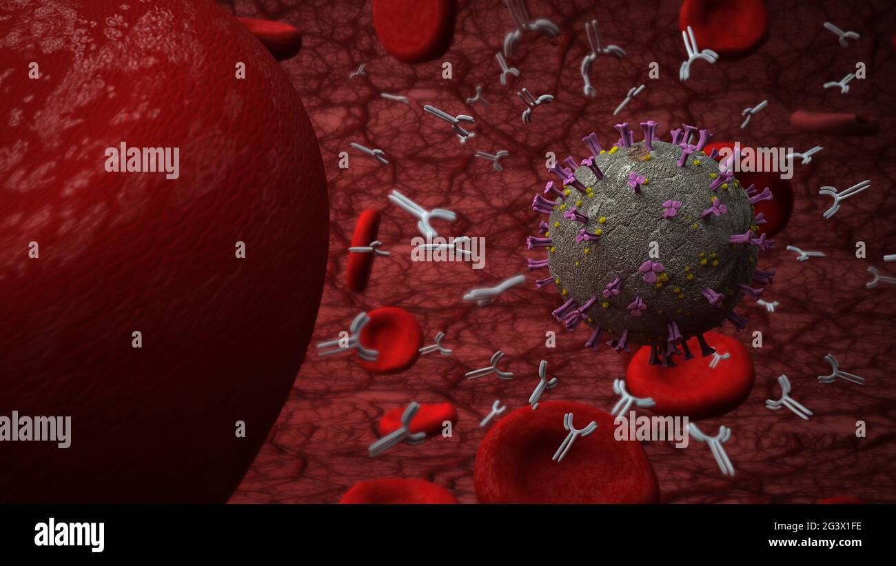 Antikörper gegen das Coronavirus Stockfoto