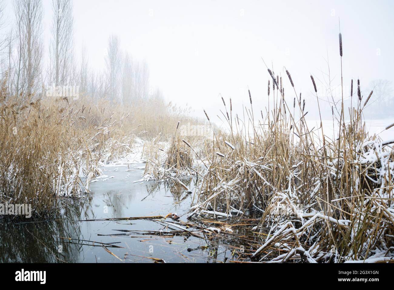 Schneefall im Schilf des Neusiedlersees im Burgenland Stockfoto