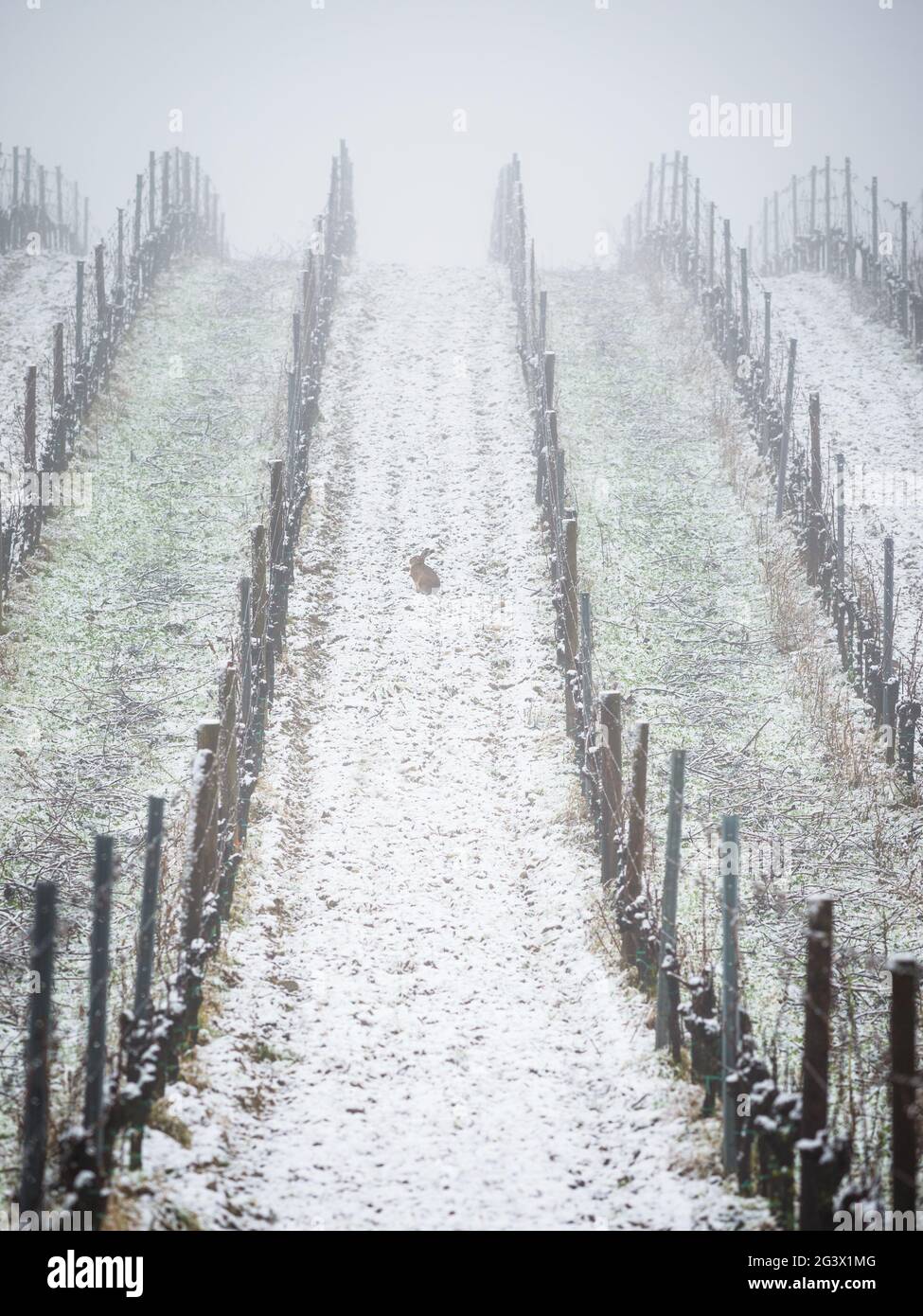 Hasenhase Brauner Hase in einem Winterweingarten Stockfoto