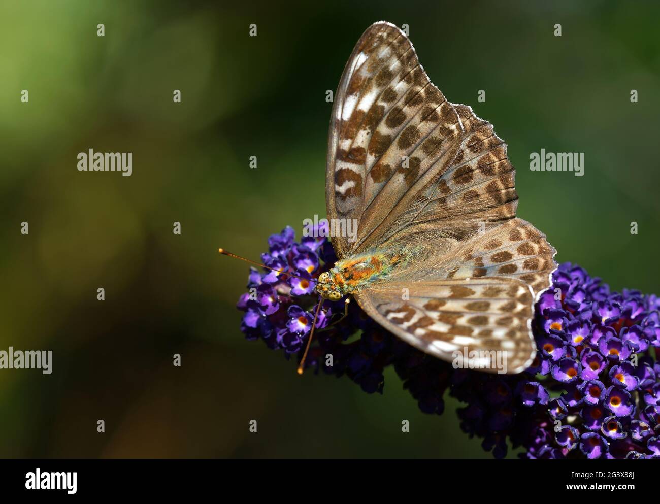 Argynnis paphia f. valesina - brauner Kaisermantel Stockfoto