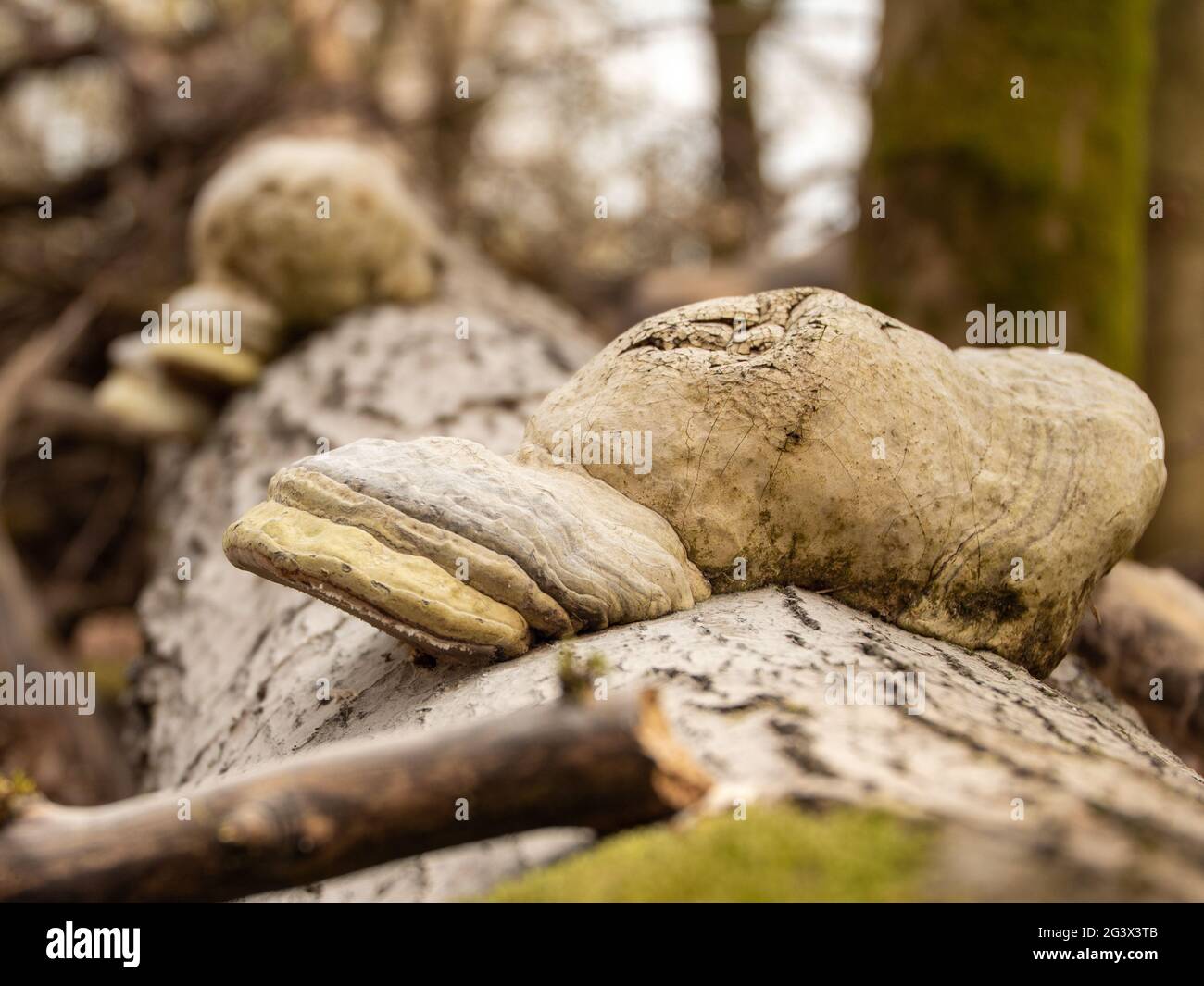 Nahaufnahme eines Zunder-Pilzes auf einem Baumstamm Stockfoto