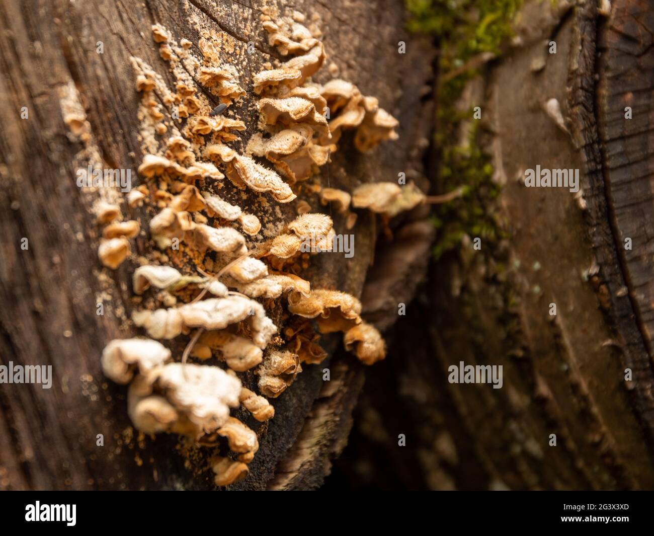 Nahaufnahme eines kleinen Zunder-Pilzes auf einem Baumstamm Stockfoto