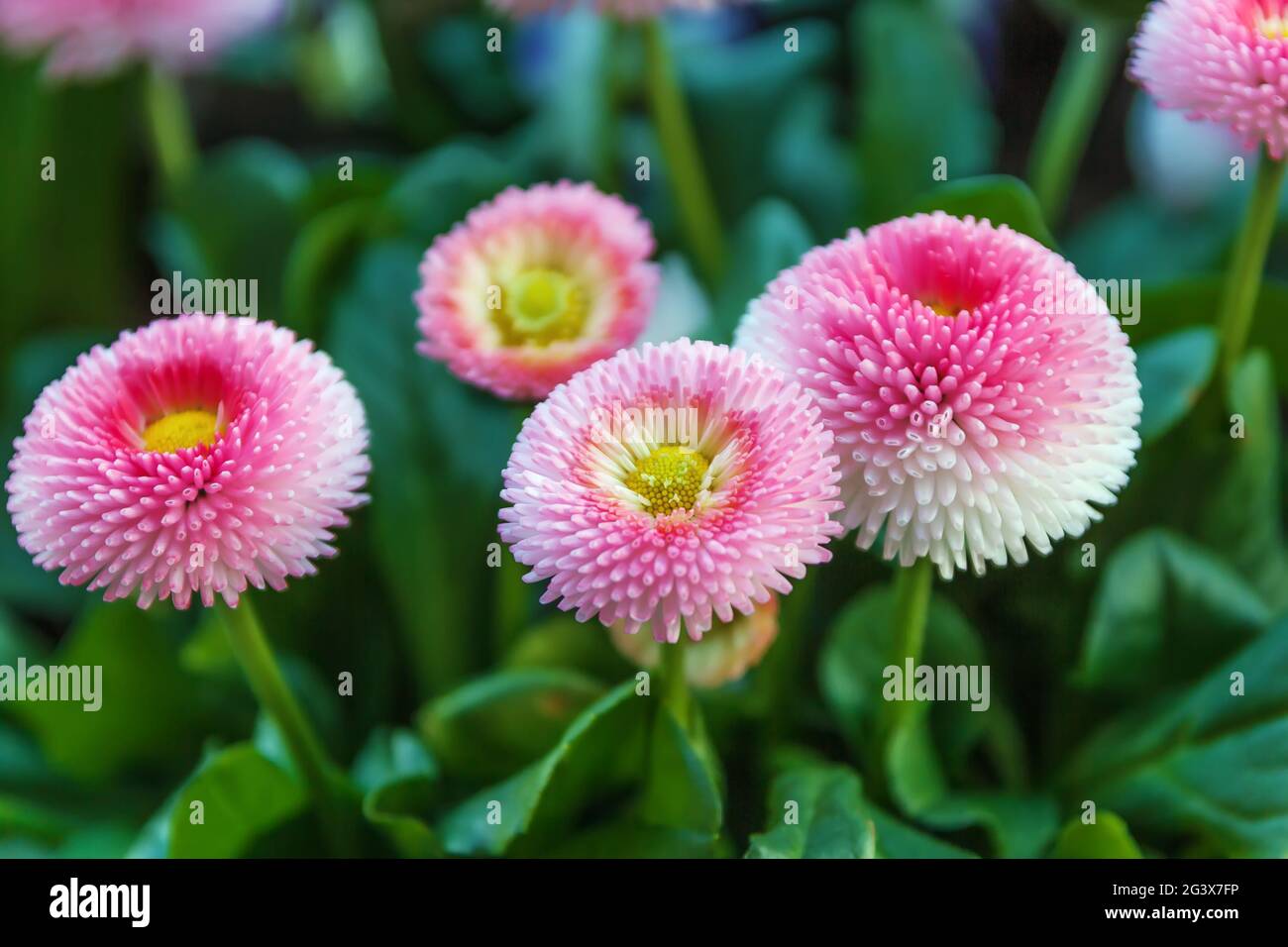 Bellis perennis Blumen Stockfoto