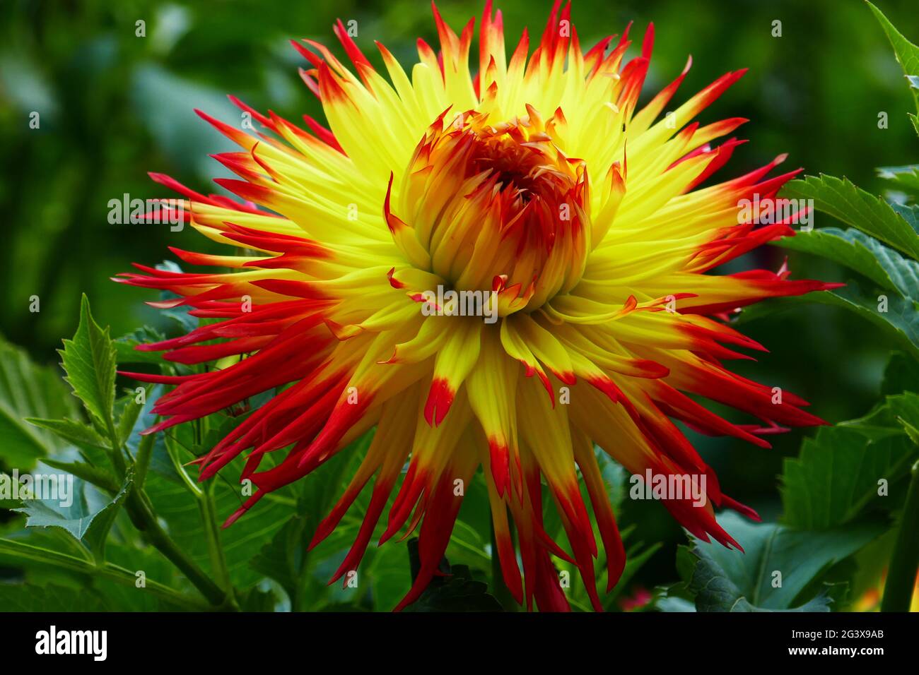Schmuck Dahlia, Jessica Stockfoto
