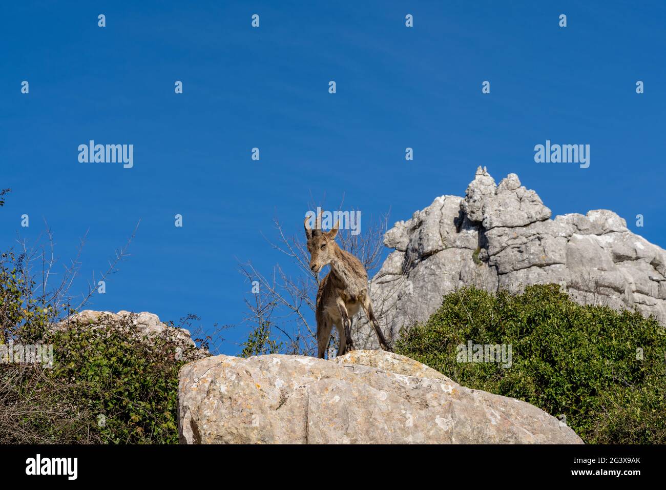 Eine junge iberische Wildbergziege, die auf einem hohen Felsvorsprung unter einem klaren blauen Himmel thront Stockfoto