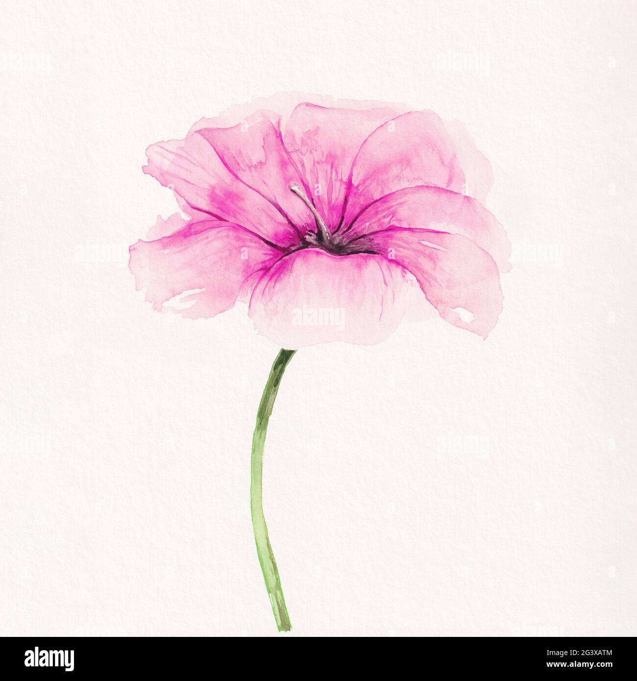 Aquarell-Gemälde einer rosa Blütenblume Stockfoto