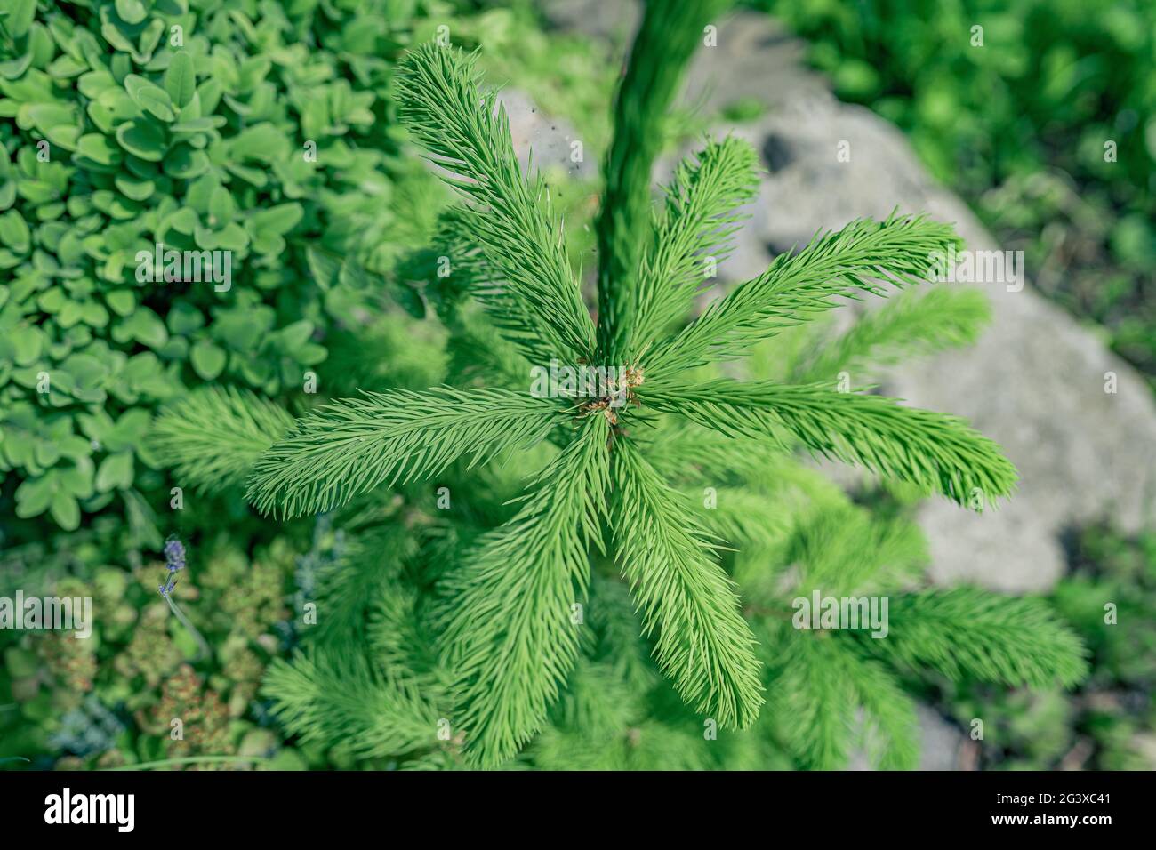 Junger Weihnachtsbaum mit grünen Trieben Stockfoto