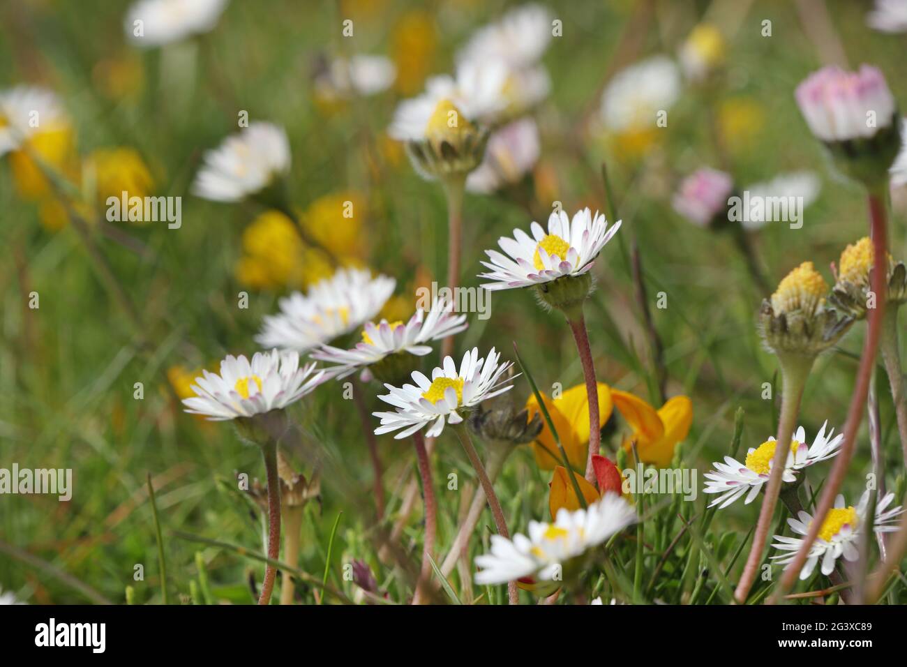 Niedrige Sicht auf Daisy and Bird’s Foot Trefoil Flowers, die auf Machair Grassland, Northwest Coast of Scotland, Großbritannien, wachsen Stockfoto