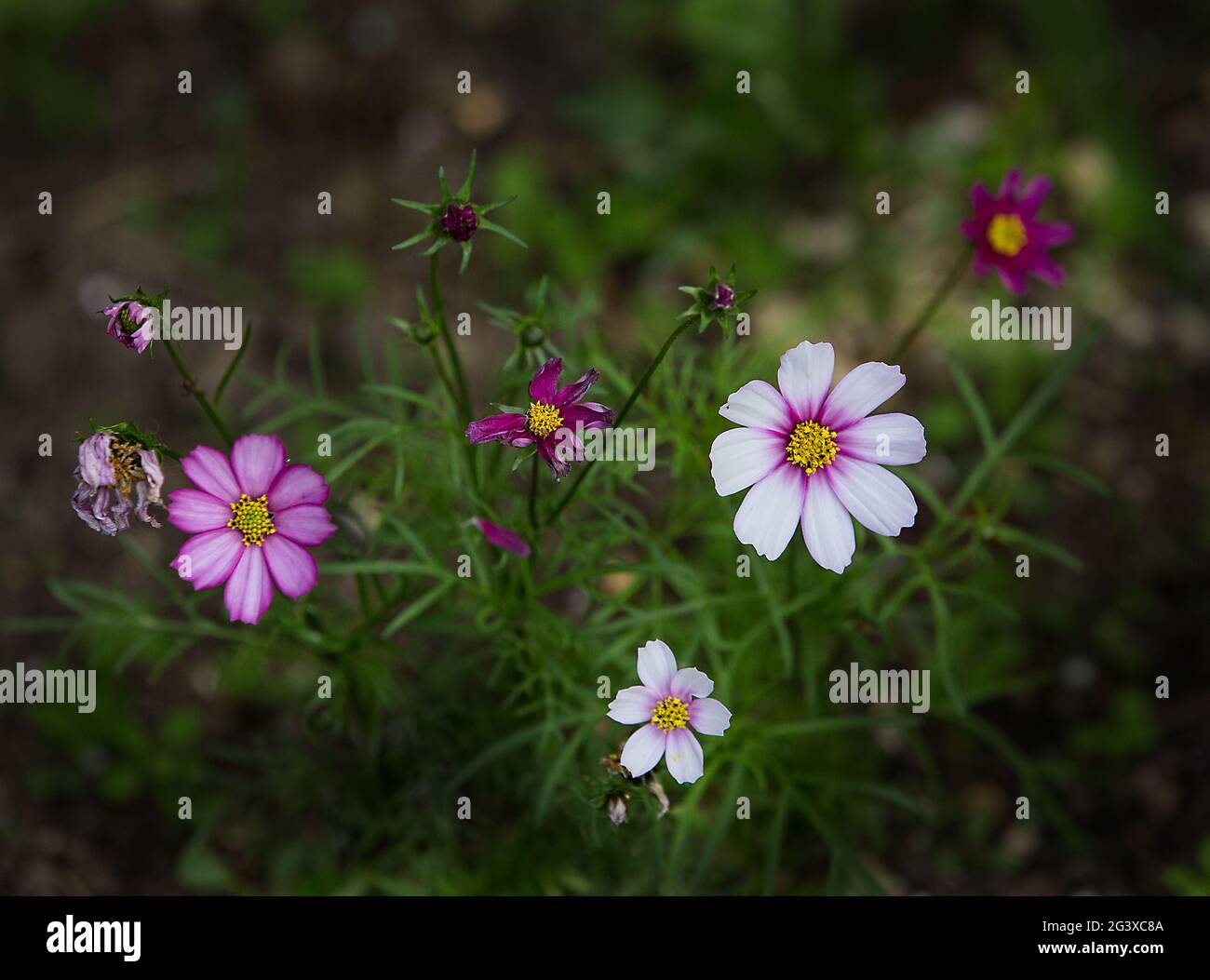 Gartenblumen Stockfoto