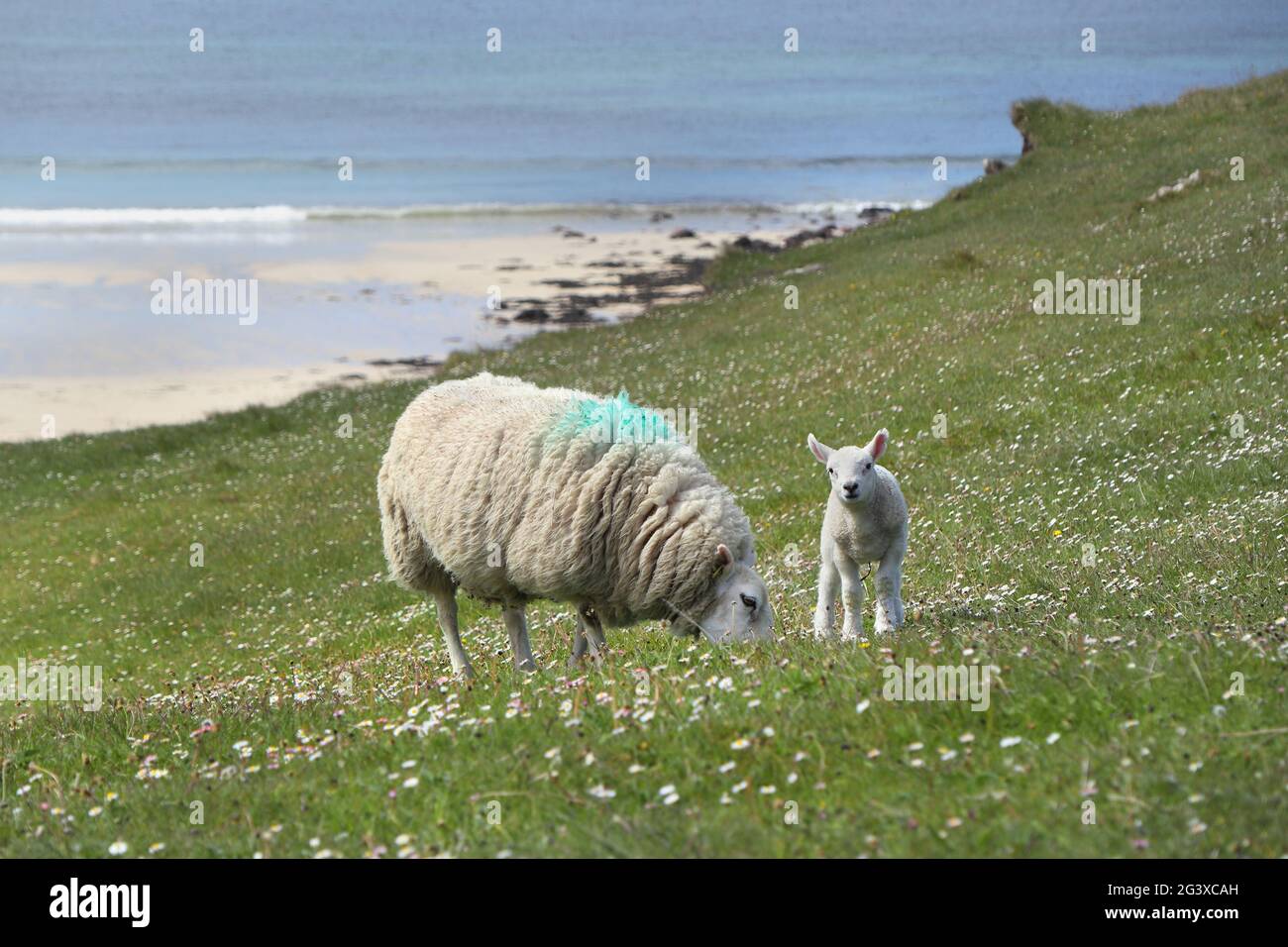 Mutter und Lamm auf Machair Grassland, Nordwest-Küste von Schottland, Großbritannien Stockfoto