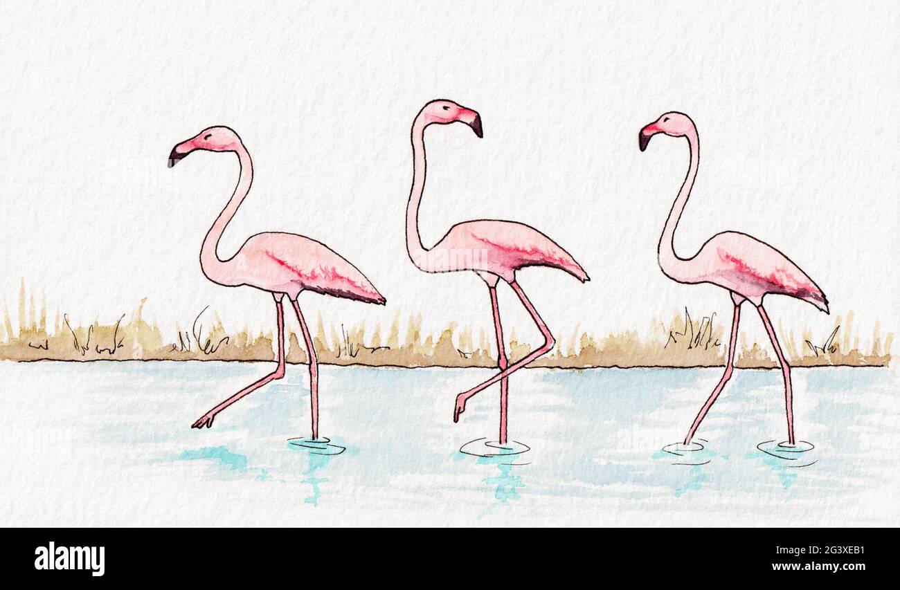 Flamingos Aquarell Illustration Stockfoto