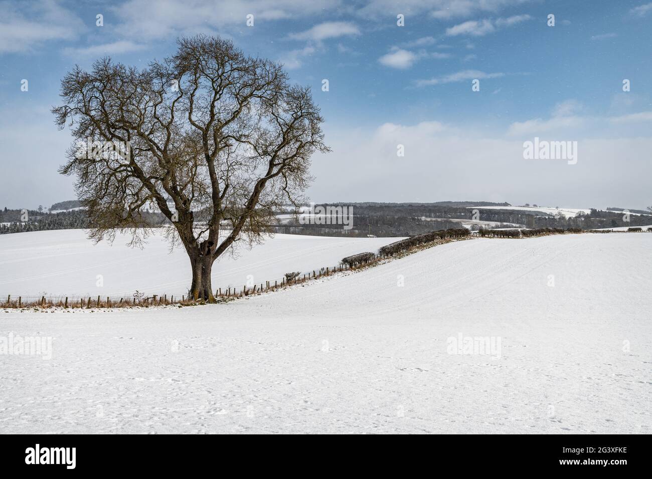 Schneebedeckter Fußweg (auf stillgelegt Eisenbahn) in den Scottish Borders Stockfoto