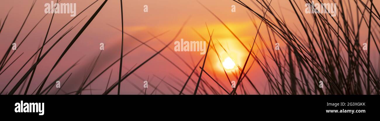 Sonnenuntergang mit Dünengras Stockfoto