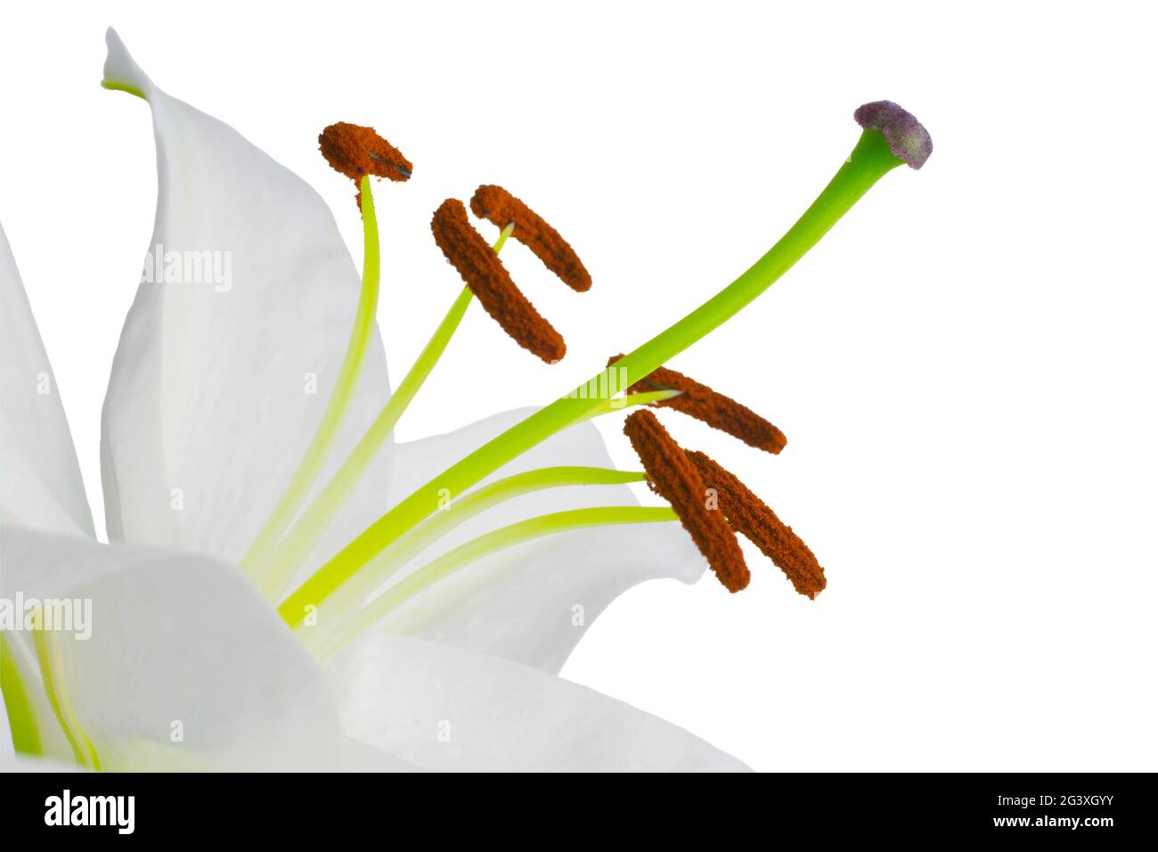 Makroaufnahme der Lilienblume Stockfoto