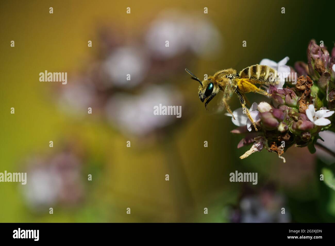 Goldene Furche-Biene auf Oregano Stockfoto