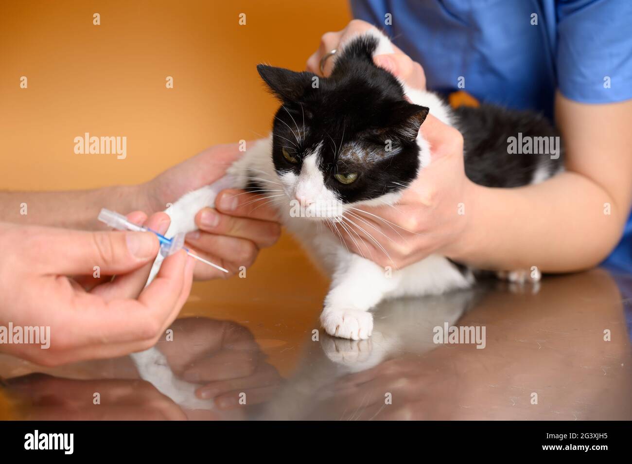 Tierarzt legt eine Katze auf dem Operationstisch im Tierkrankenhaus intravenös tropft. Stockfoto