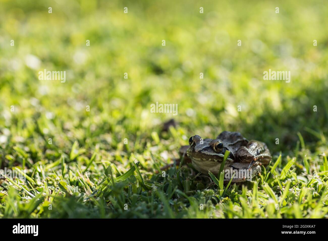 Kleiner brauner Grasfrosch, der in der Sonne und im Sommer im Schattenstreifen sitzt Stockfoto