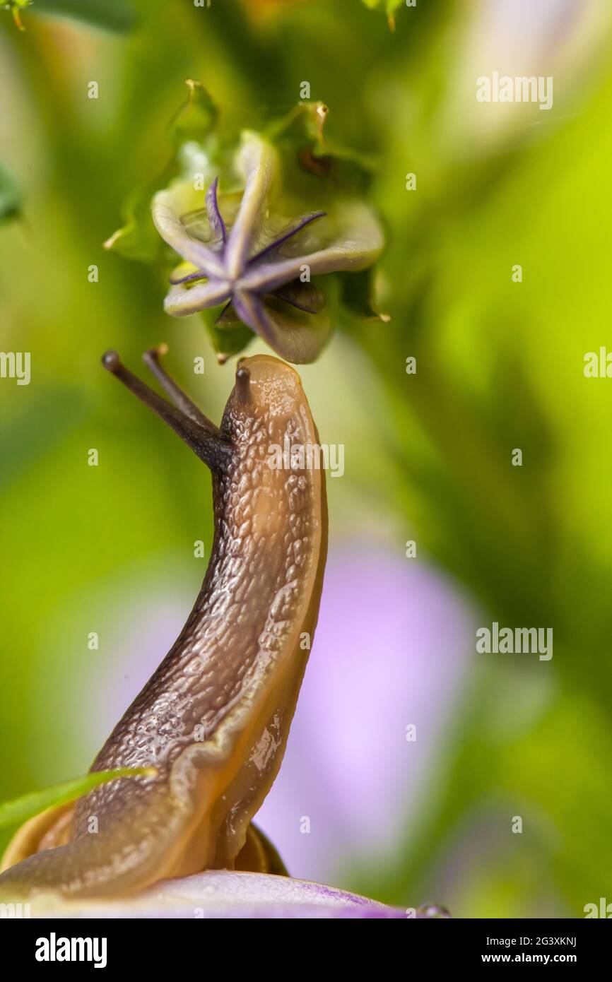 Wunderschöne Gartenschnecke, die sich aufrafft und die Knospe einer purpurnen campanula-Blume schnüffelt. Nahaufnahme der natürlichen Tierwelt im Frühling in Norfolk England Stockfoto