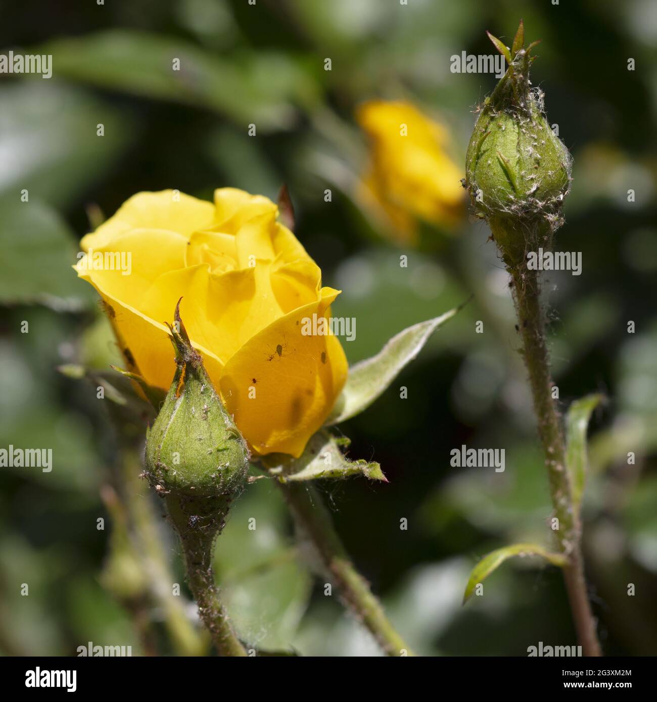 Blüte stieg mit Läusen Stockfoto