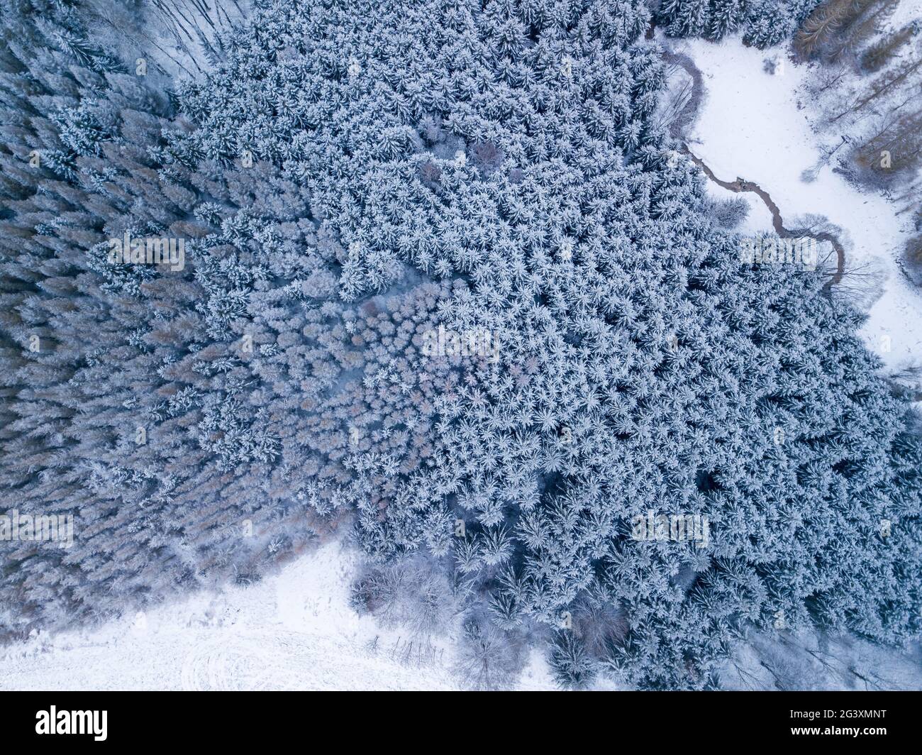 Luftaufnahme von oben nach unten von schönen Winterwald Baumkronen. Stockfoto
