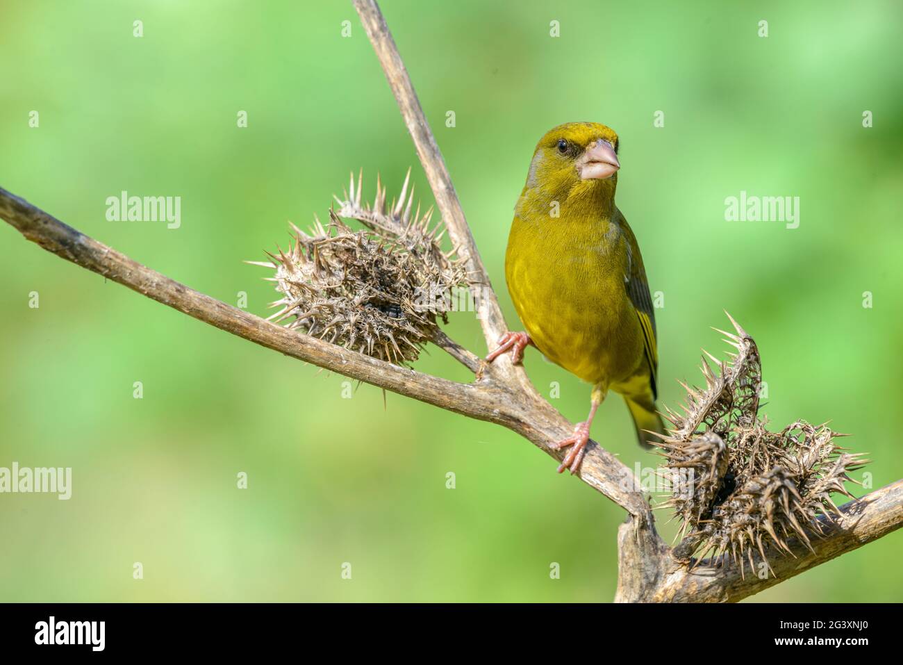 European Greenfinch Chloris chloris männlicher Vogel, der Samen der Datura stramonium-Pflanze isst Stockfoto