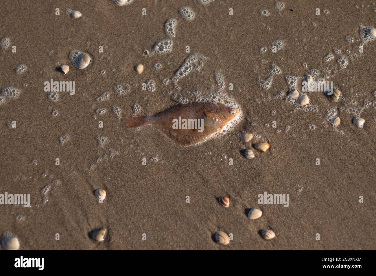 Ein einziger Plattfisch wurde an der niederländischen Küste an Land gespült (und auch wieder ins Meer geworfen, keine Sorge) Stockfoto