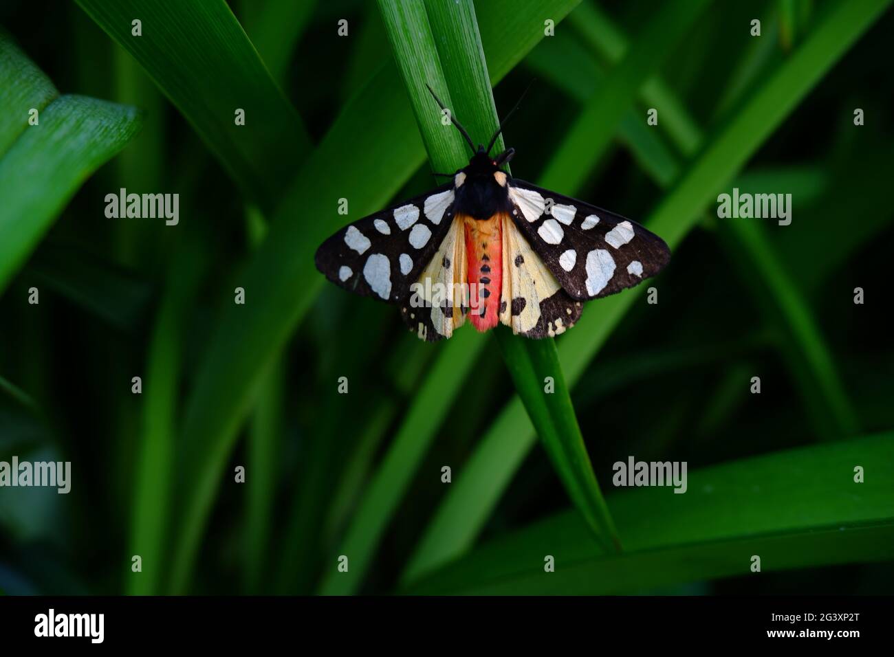 Melierter Schmetterling. Ein farbenfroher lebender Schmetterling sitzt auf einem grünen Seerosenblatt. Stockfoto