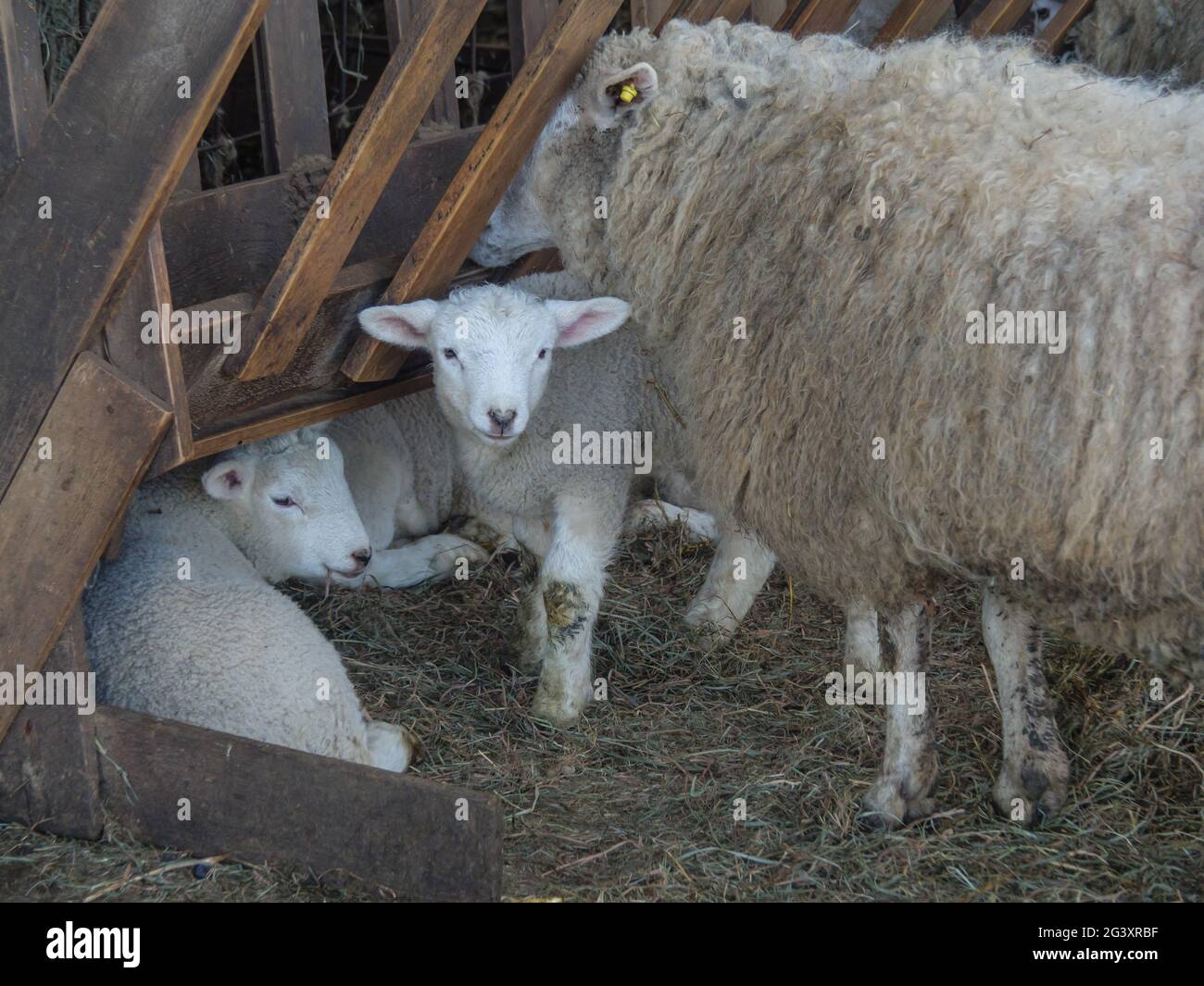 Schafe im MÃ¼nsterland Stockfoto