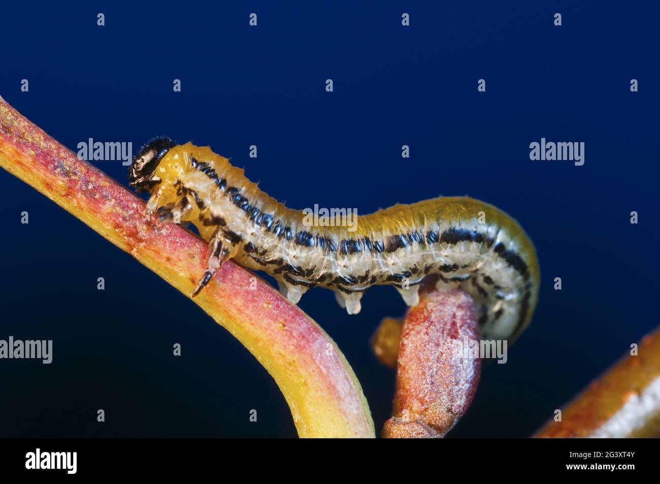 Caterpillar überwand eine Knospe Stockfoto