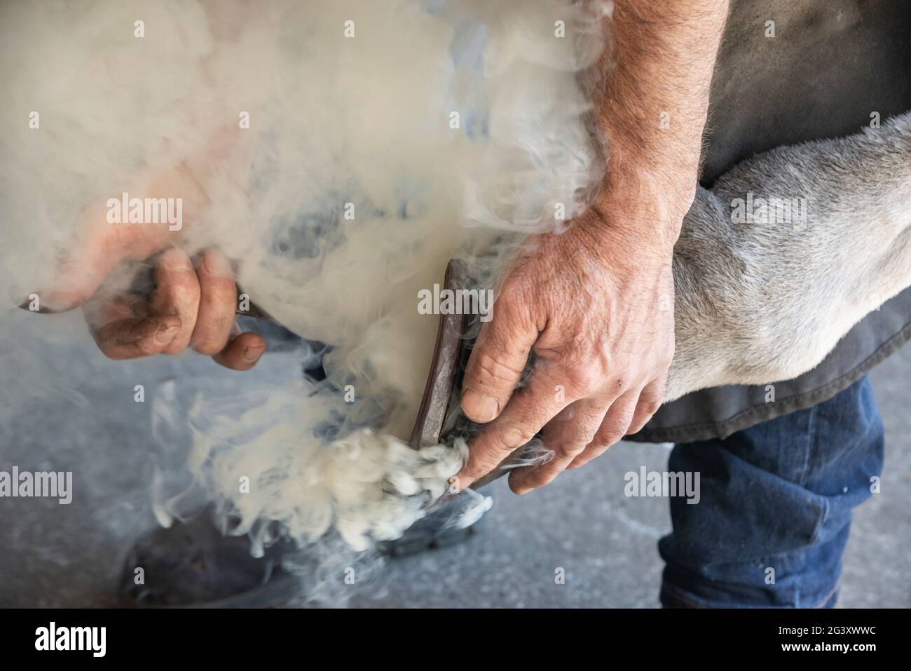 In Großbritannien arbeitet er am heißen Schuhschlagen eines Pferdes. Anwendung von Hot Shore auf den HUF. Stockfoto