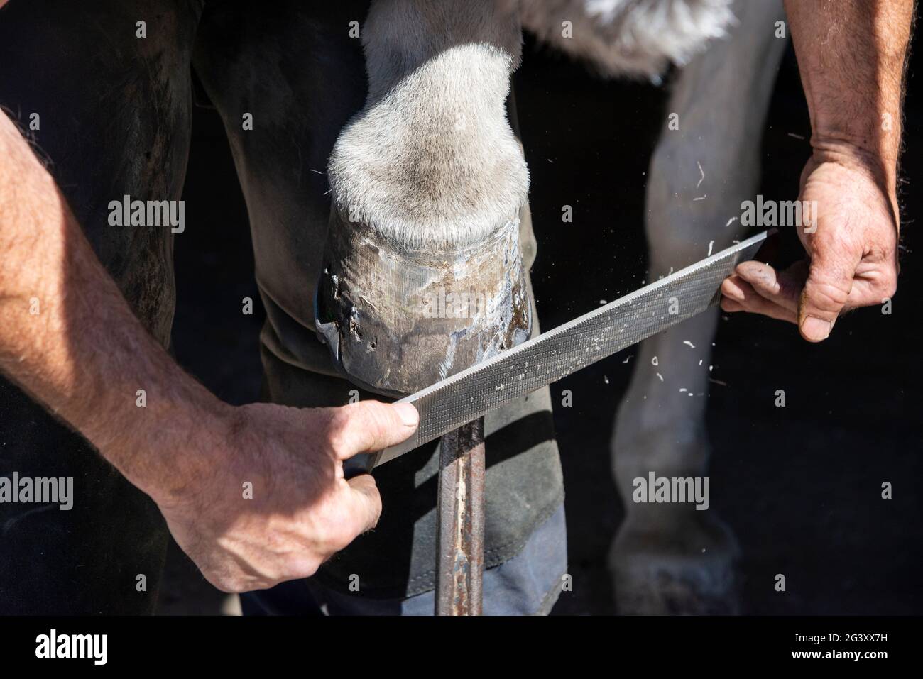 In Großbritannien arbeitet er am heißen Schuhschlagen eines Pferdes. Feilen Sie den HUF nach dem Einbau des neuen Schuhs. Stockfoto