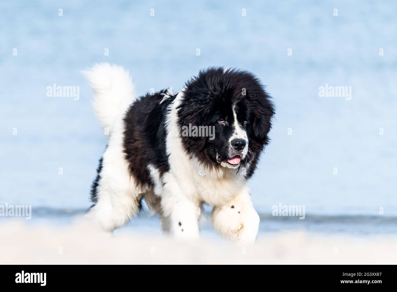 Junger Neufundländer Hund am Ostseestrand, Ostsee, Heiligenhafen, Hund,  Ostholstein, Deutschland Stockfotografie - Alamy